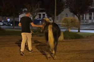 cheval rue montdidier