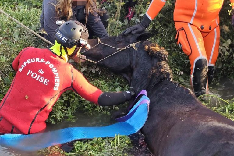 cheval secouru par le sdis60
