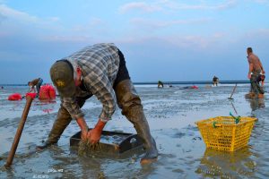 peche coques baie de somme