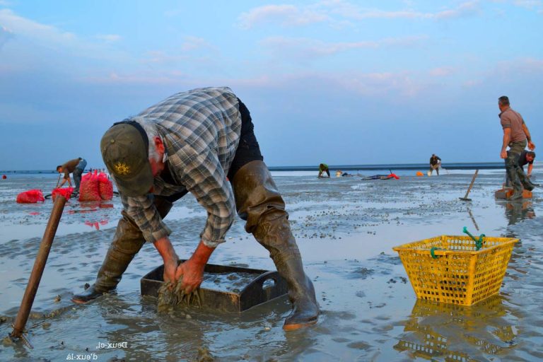 peche coques baie de somme