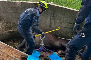 sauvetage cheval oise