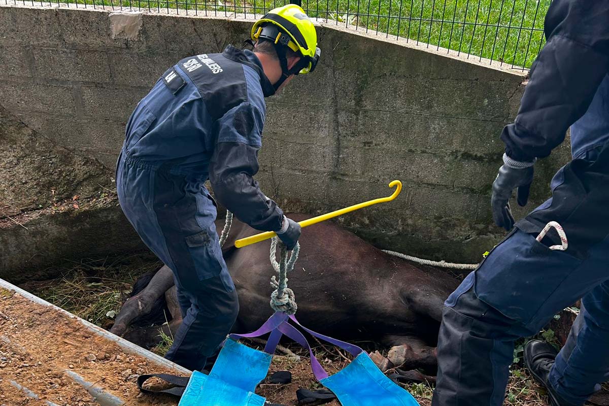 sauvetage cheval oise