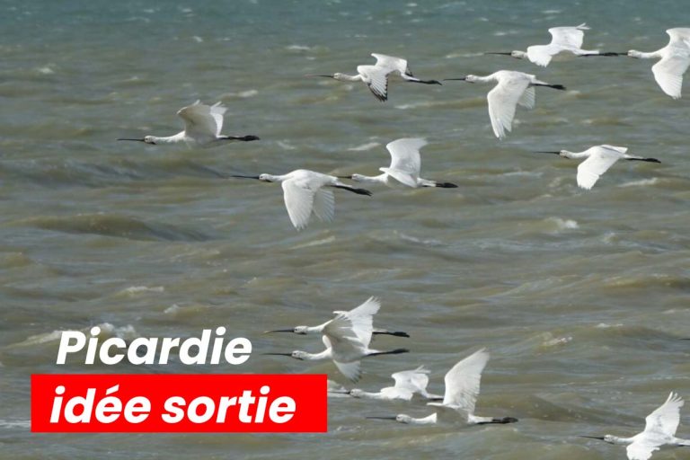 idee sortie picardie festival oiseau
