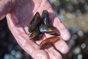 peche moule baie de somme