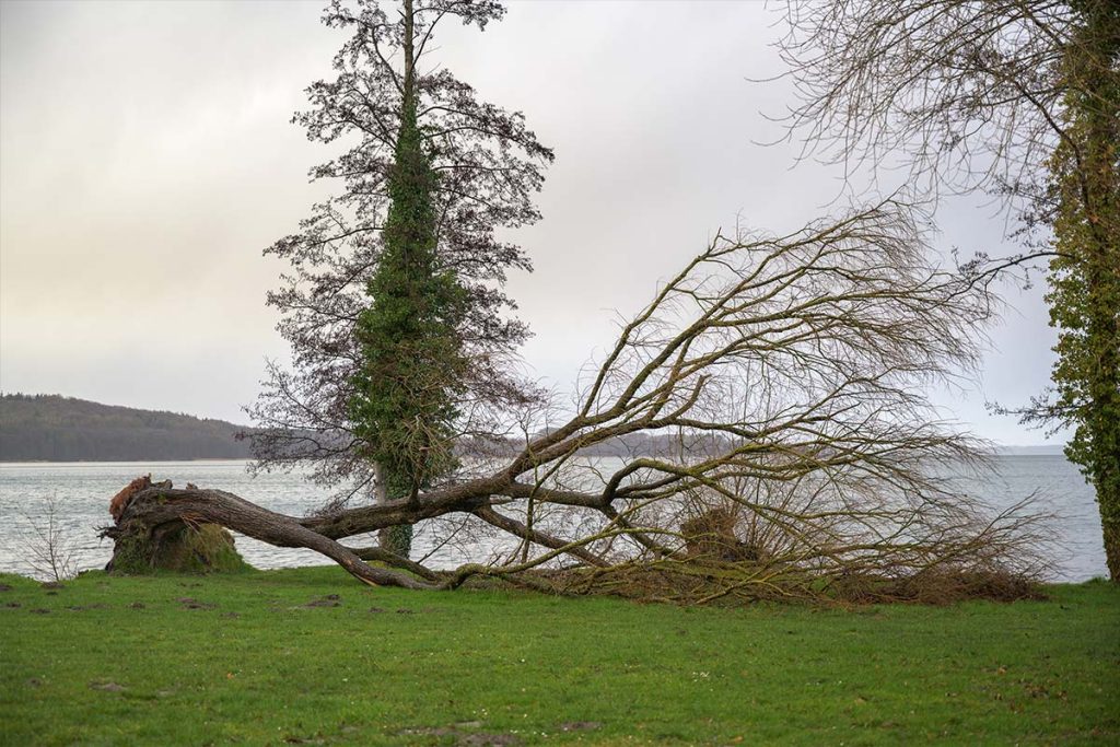tempete arbre arrache