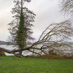 tempete arbre arrache