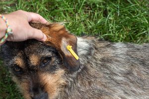 chien triste picardie