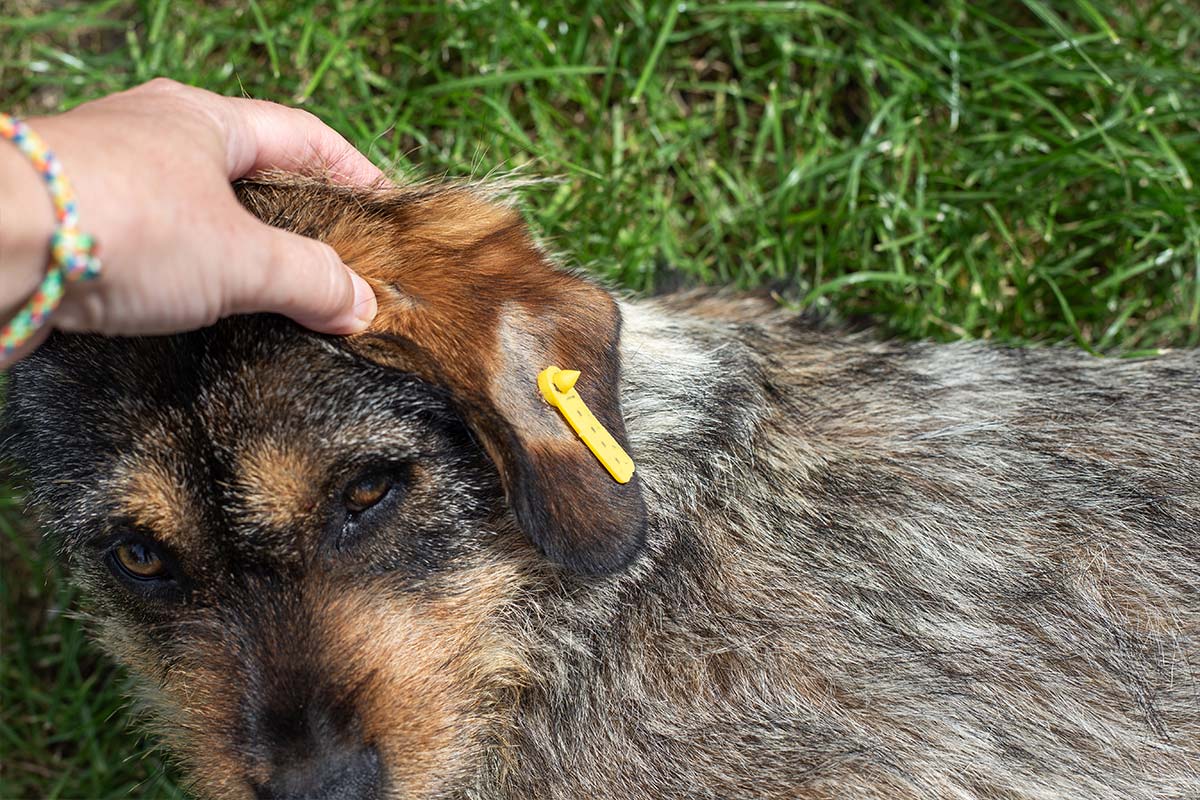 chien triste picardie