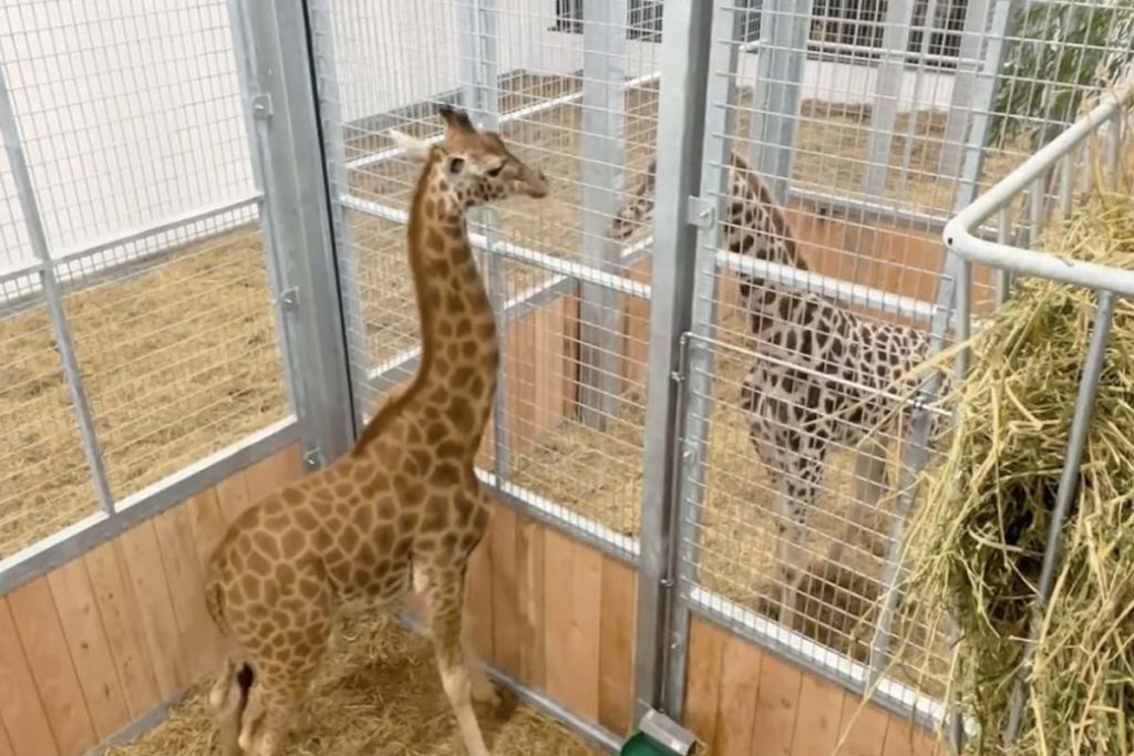 girafes arrivent au zoo amiens