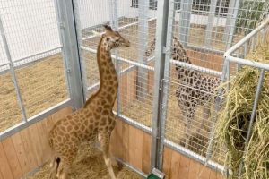 girafes arrivent au zoo amiens