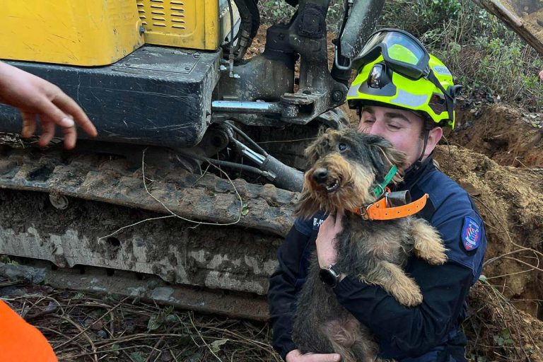 sauvetage chien machemont