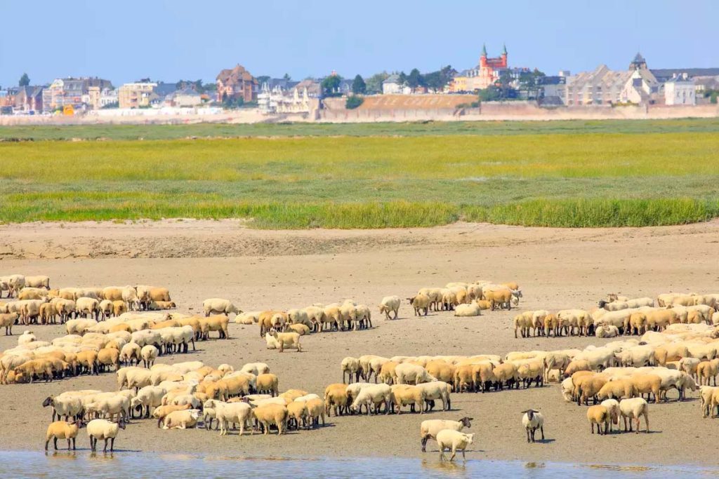 agneau baie de somme picardie