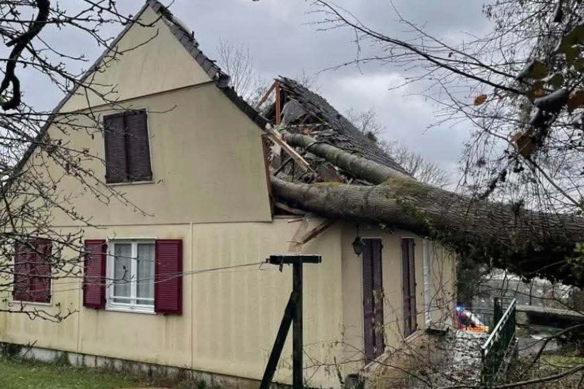 arbre eventre maison laigneville