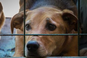maltraitance animal picardie