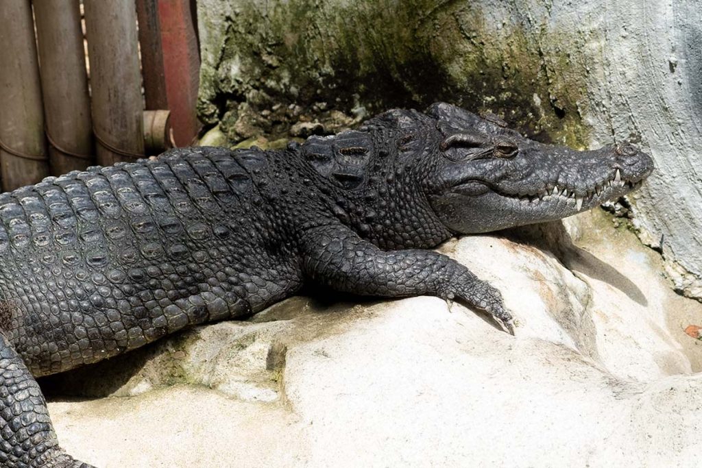 caiman aisne