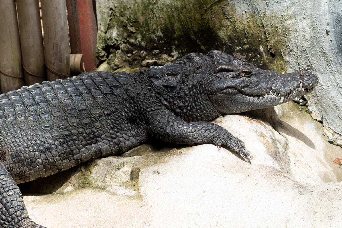caiman aisne