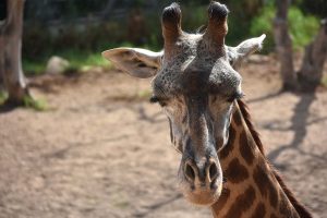 girafe amiens