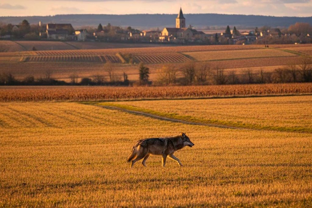 loup apparu dans l aisne