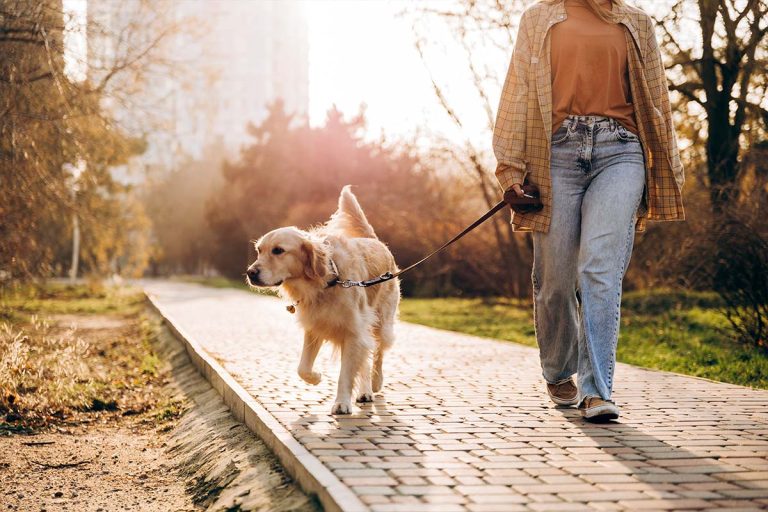 promenade chien