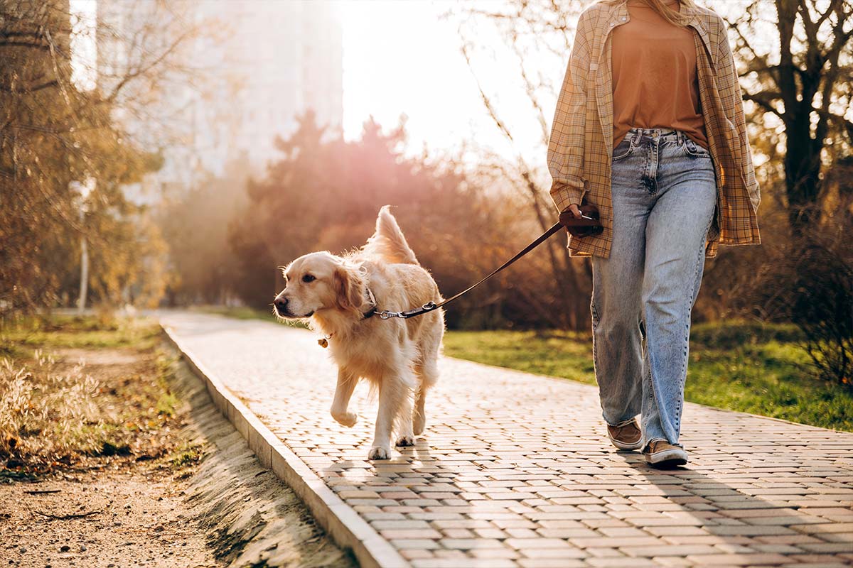 promenade chien