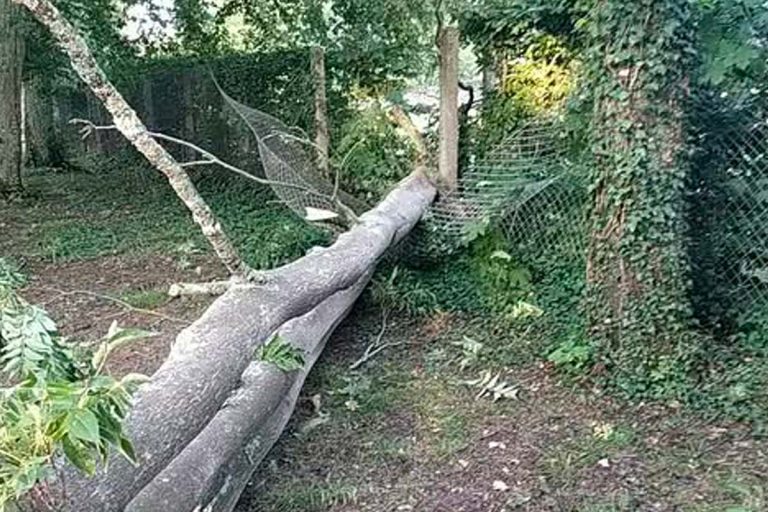 arbres arraches crepy en valois