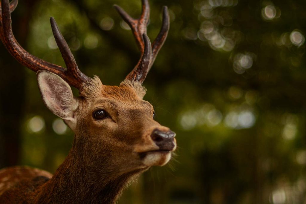 cerf picardie