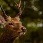 cerf picardie