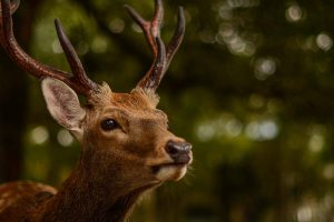 cerf picardie