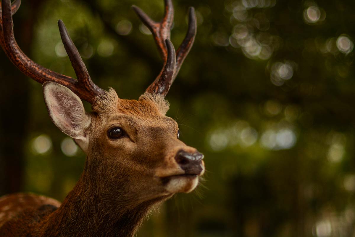 cerf picardie