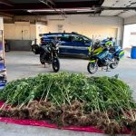40 plants de cannabis au fond du jardin