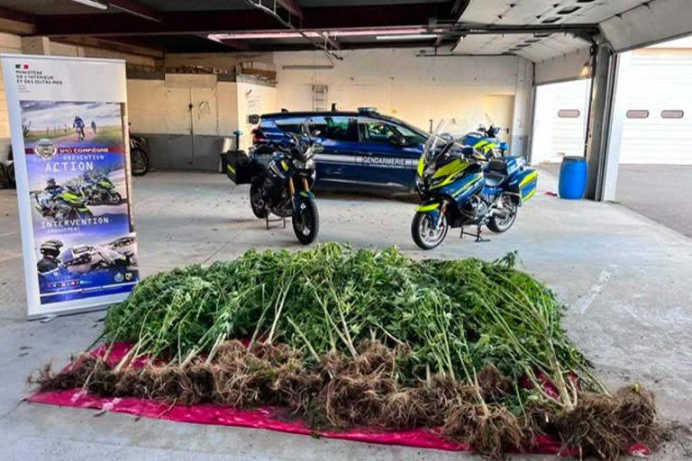 40 plants de cannabis au fond du jardin