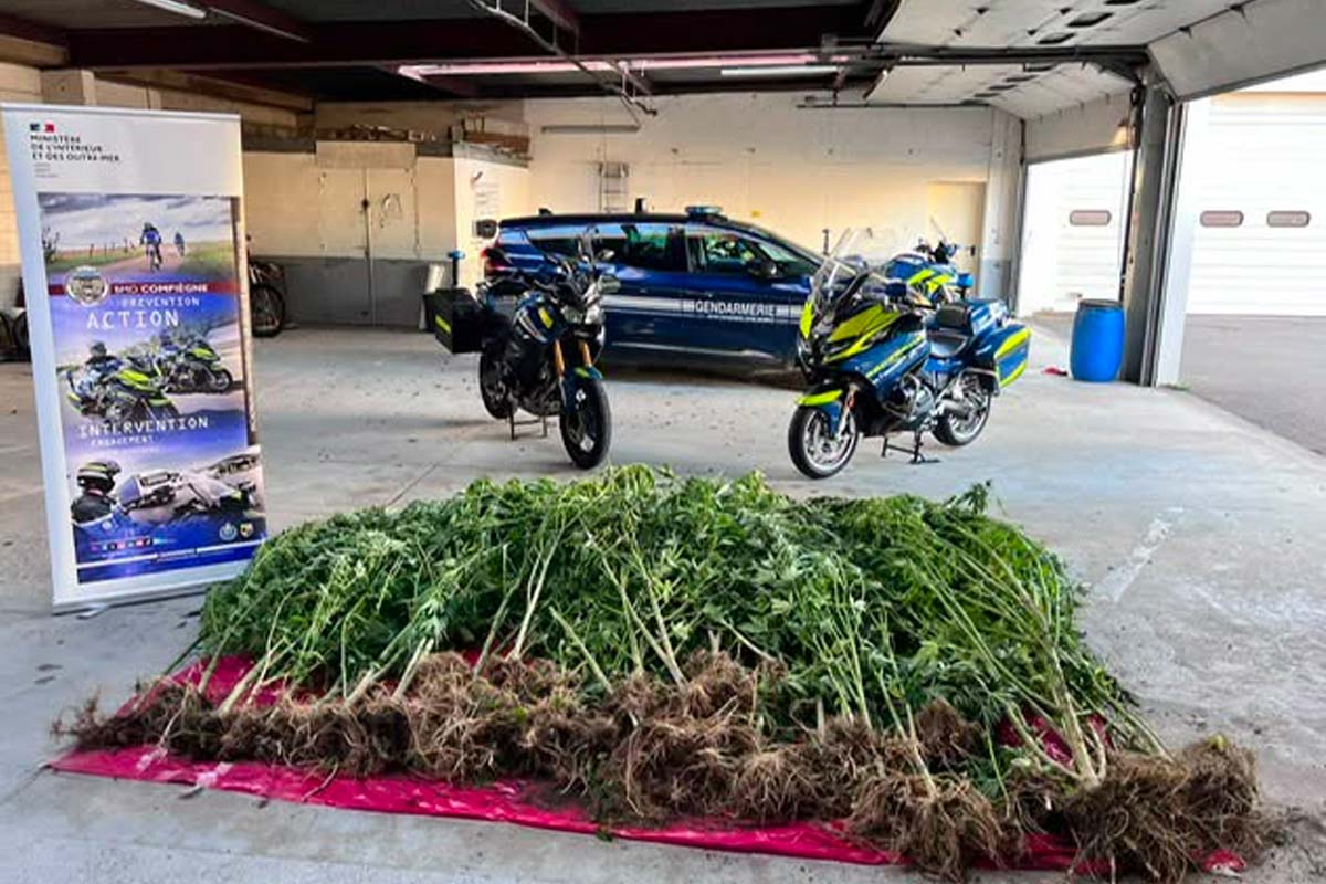 40 plants de cannabis au fond du jardin