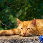 empoisonnement chat picardie