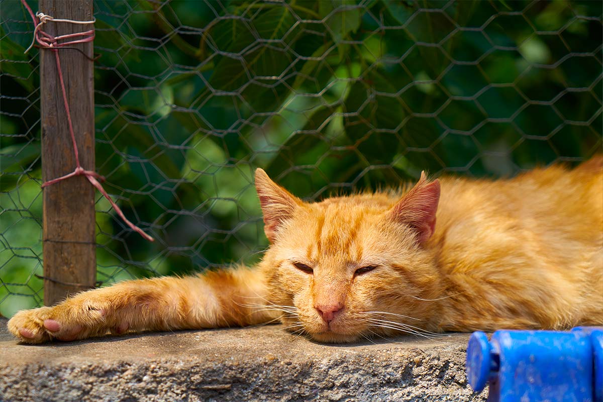 empoisonnement chat picardie